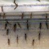 Mosquitoes Attacking Upper West Side Homes Through Basements, Air Vents
